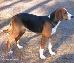 犬を家族に迎える前に